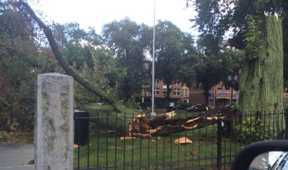 Cracked tree in Adams Park in Roslindale Square