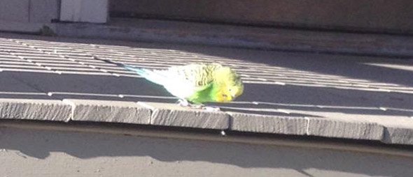 Parakeet in Allston