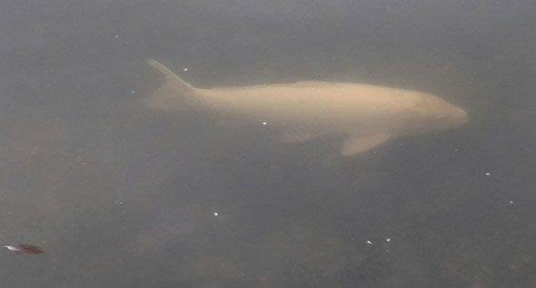 Giant white fish of Jamaica Pond