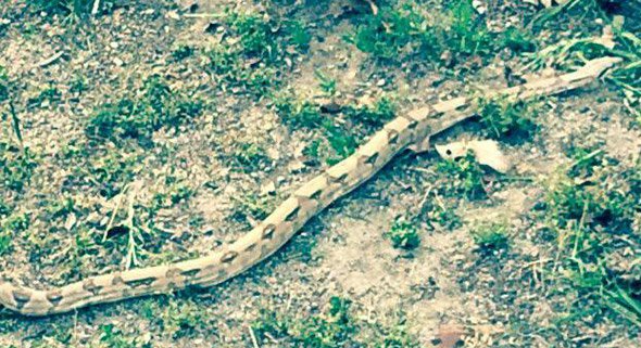 Boa constrictor in Braintree