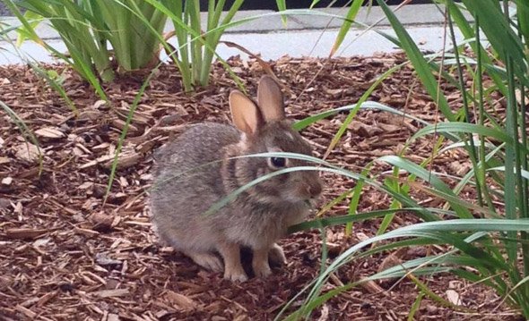 Rabbit on Commonwealth Avenue near Boston University
