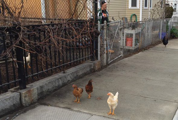 Chickens in Cambridgeport