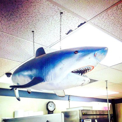 Ceiling shark