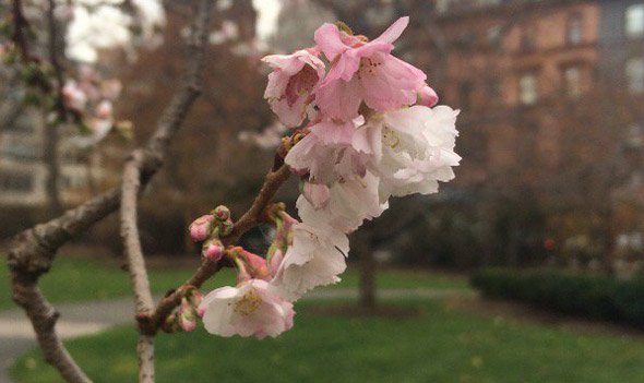 Cherry blossoms on Boston Common