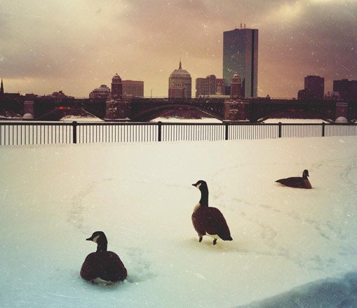 Birds by the frozen Charles River