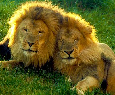Dinari and Kamaia - new lions at the Franklin Park Zoo