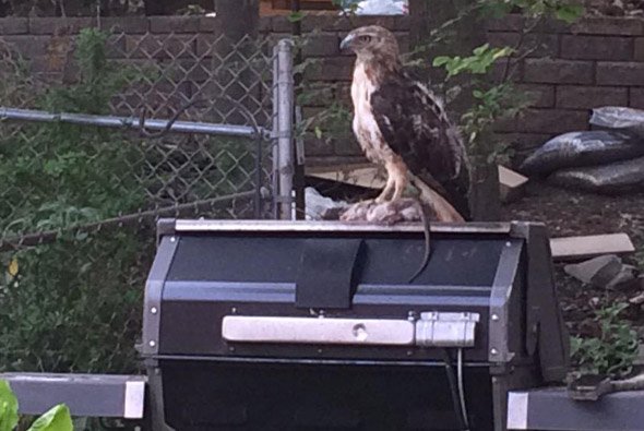 Hawk and rat in Roslindale back yard