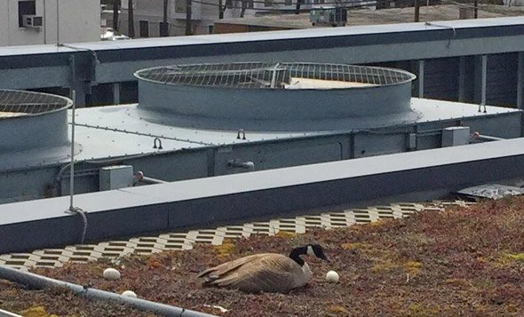 Goose and eggs atop WGBH building in Brighton