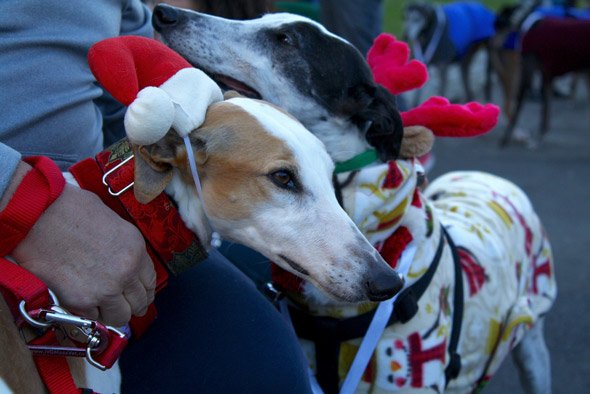 Greyhounds for Christmas in Boston