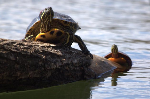 Turtles at Jamaica Pond