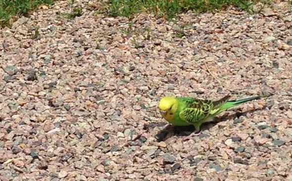 Lost parakeet in Roslindale