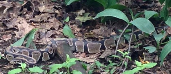 Missing snake in Brookline