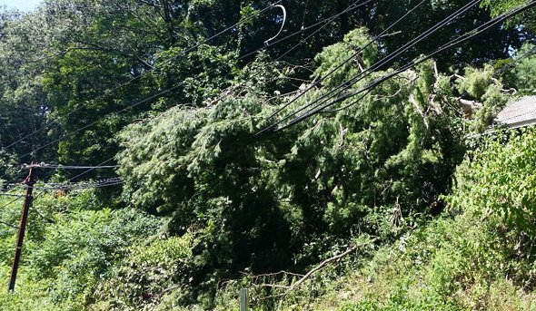 Tree crashes into wires along Riverside Line on the MBTA in Newton