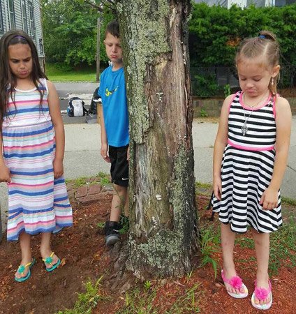 Dead tree in East Boston makes children weep