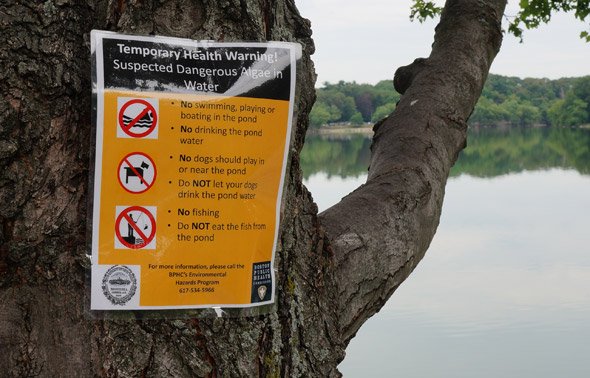 Warning sign about blue-green algae at Jamaica Pond