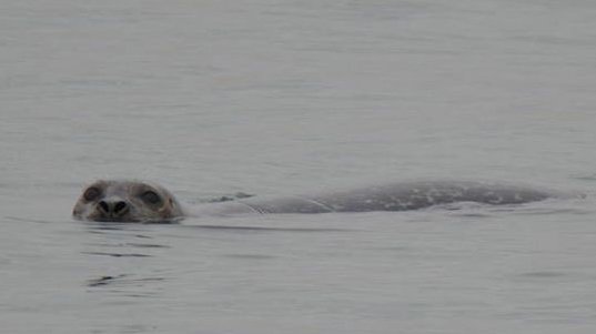 Seal at Castle Island in South Boston