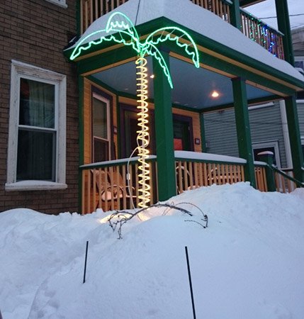 Palm tree in Somerville