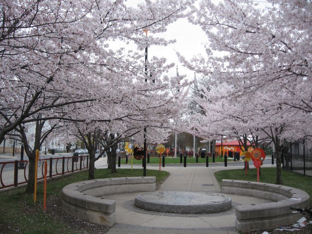 Blooming cherry trees in Somerville