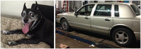 Stolen car and dog in Medford