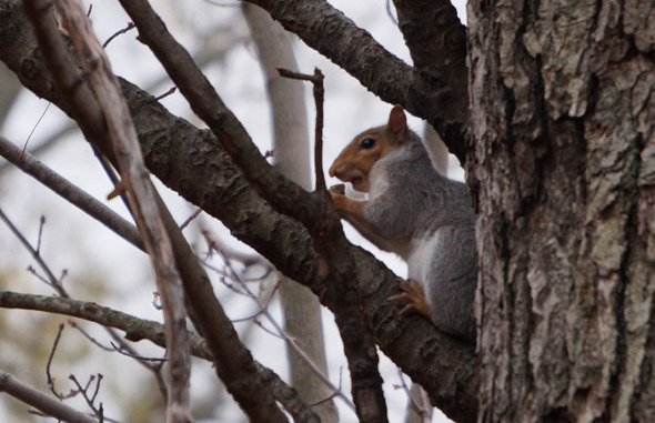 Squirrel with some kind of food near Jamaica Pond in Jamaica Plain