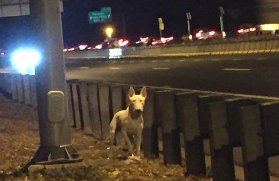 Dog found on side of I-93 early this morning