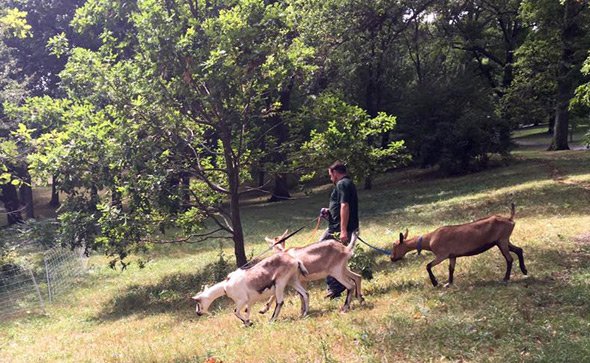Goats being led to pasture in the Arnold Arboretum
