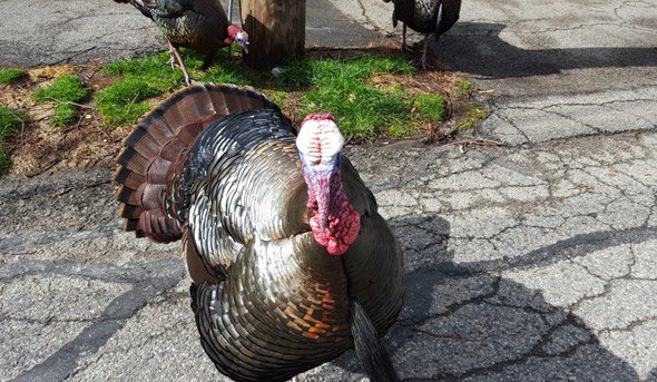 Angry turkey in Brookline Hills