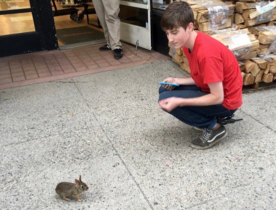 Boy and bunny on Beacon Street in Brookline