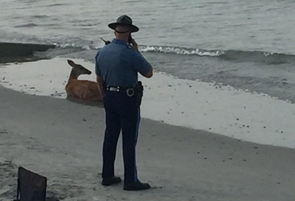 Deer and Massachusetts state trooper at Nantasket Beach, Hull