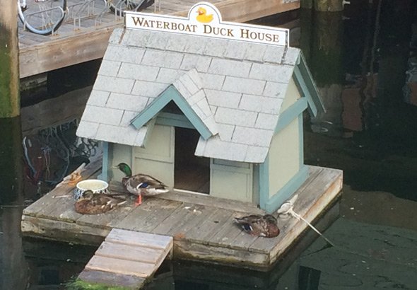 Duck house on Boston Harbor
