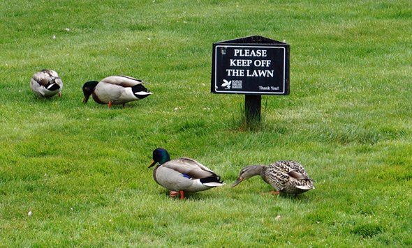 Ducks in the Public Garden