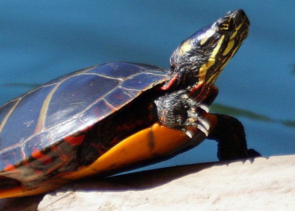 Turtle in Jamaica Pond