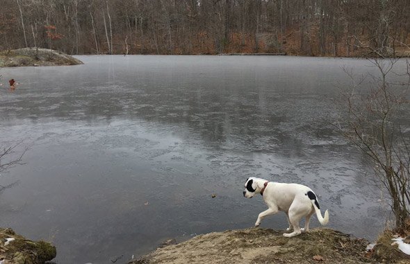 Allandale pond freezing over