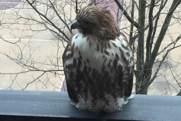 Hawk outside a Cambridge window