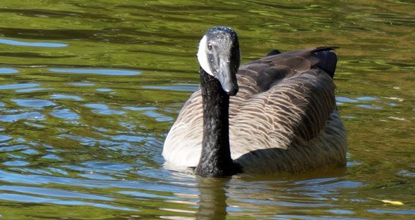 A goose in Boston's Public Garden
