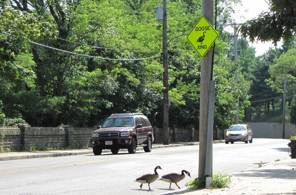 Geese observing traffic sign in Hyde Park