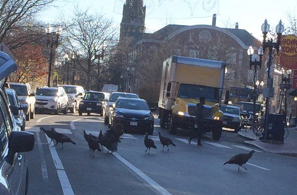 Turkeys on Massachusetts Avenue in Harvard Square