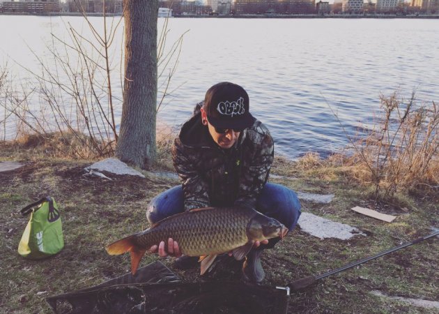 Giant Charles River carp