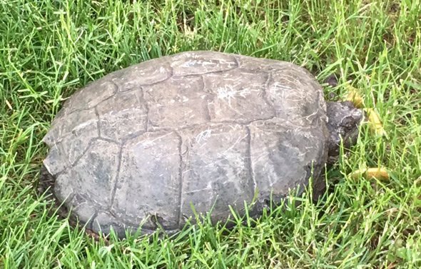 Snapping turtle in Charlestown