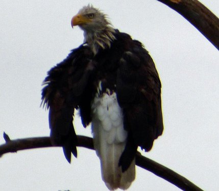 Soggy bald eagle at Millennium Park in West Roxbury