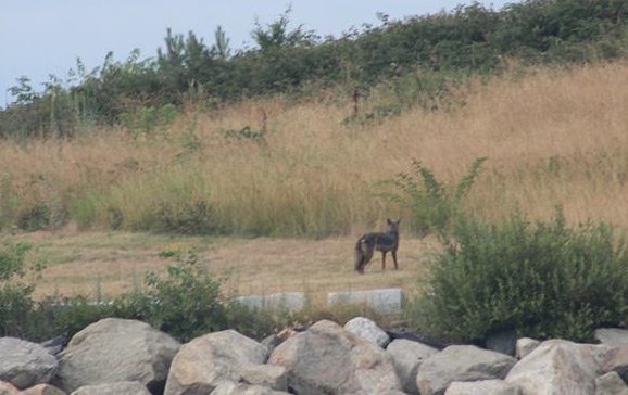 Coyote on Spectacle Island
