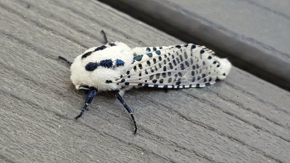 Black and white spotted bug in Somerville