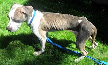 Starving pit bull found in Watertown