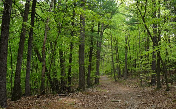 Trees and path in Stony Brook Reservation in Boston