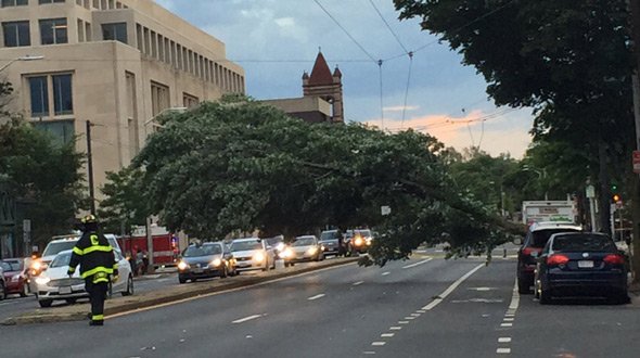 Tree down on Massachusetts Avenue near Harvard Square