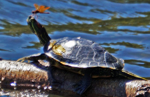Turtle with a bug on its nose at Jamaica Pond