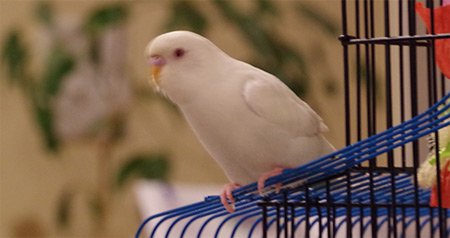 Albino parakeet missing in West Roxbury
