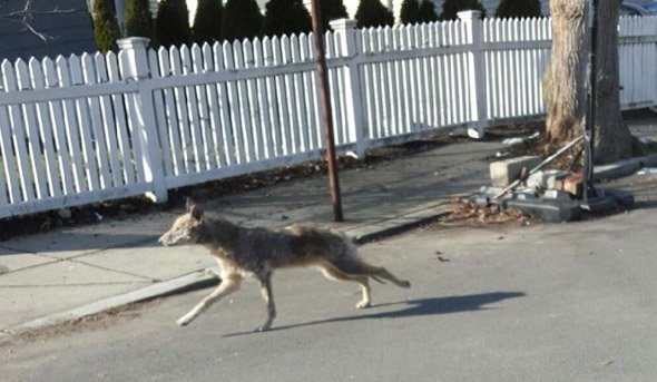 Coyote in West Roxbury