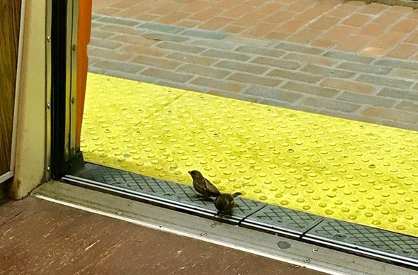 Sparrows on the Orange Line