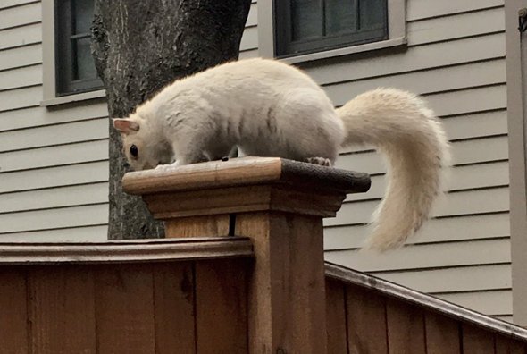 White squirrel in Charlestown